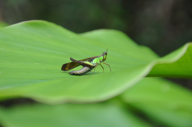 Cricket Cricket